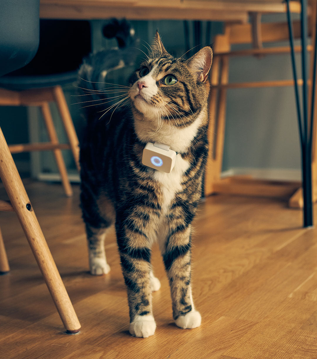 Lilcat GPS tracker