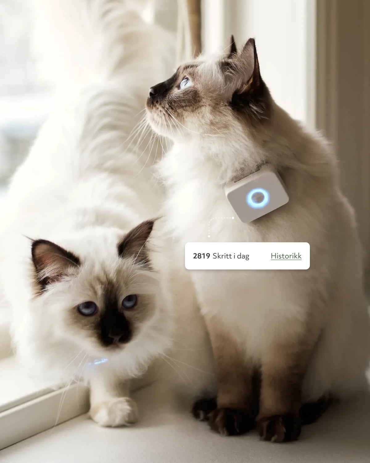 Lilcat GPS tracker