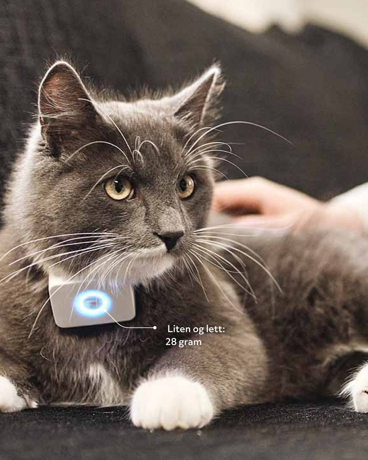 Lilcat GPS tracker