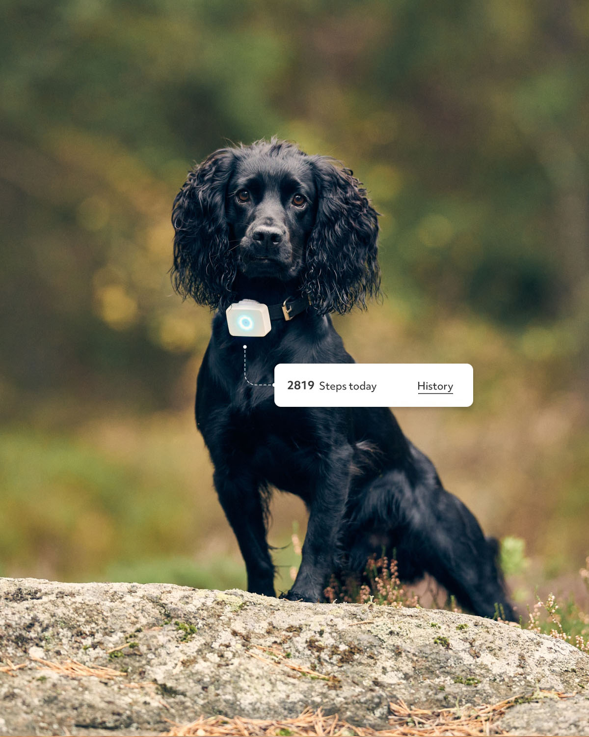 Lildog GPS-tracker