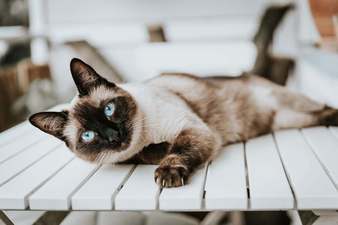 Siamese cat laying on a table looking into the camera.