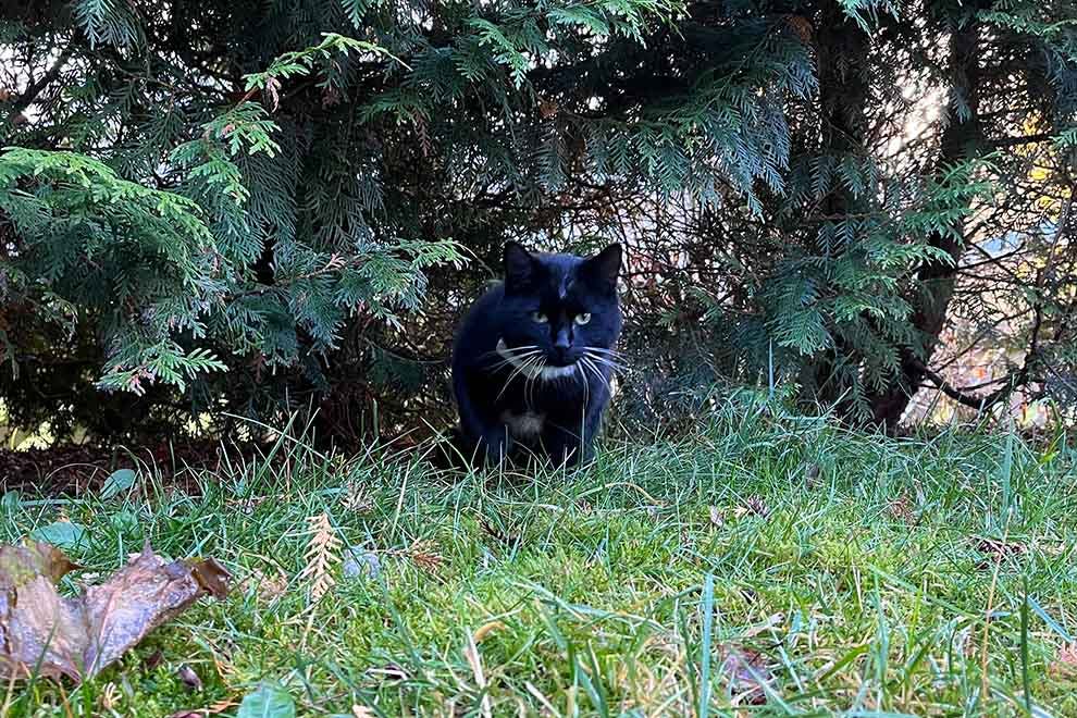 En liten katt i skogen