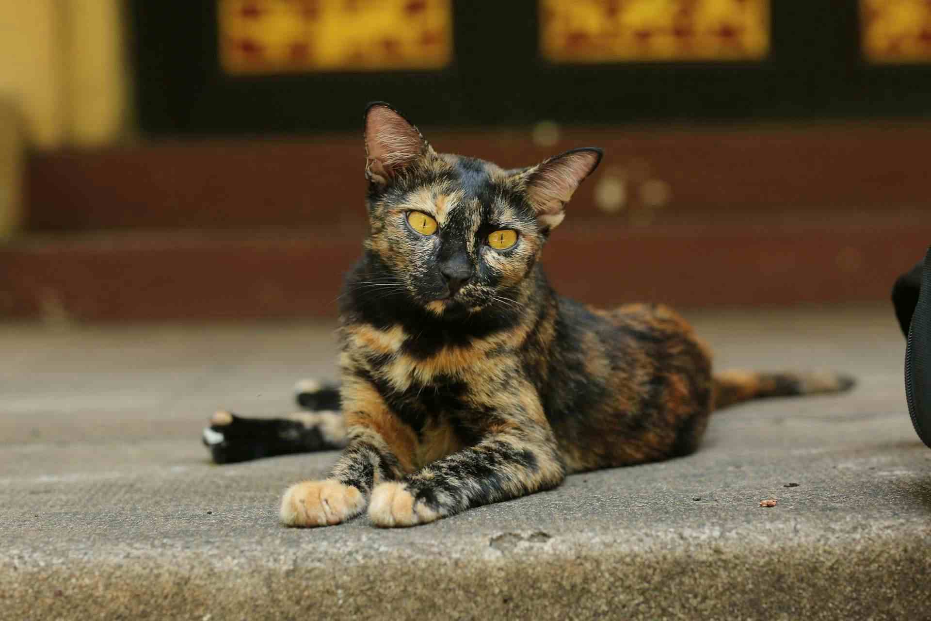 Tortoiseshell cat laying on stairs. Black and orange pattern with a few spots of white. 