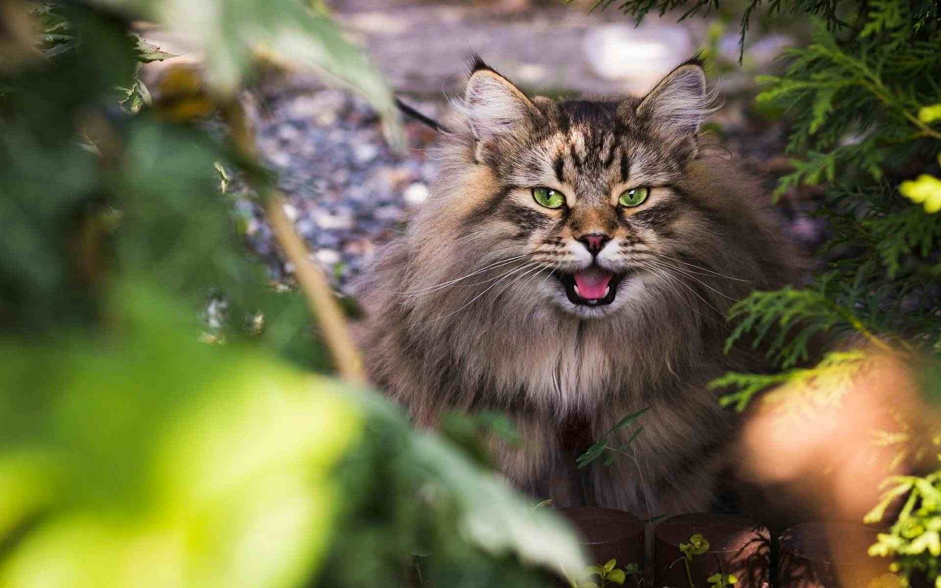 Norwegian Forest cat open mouth.