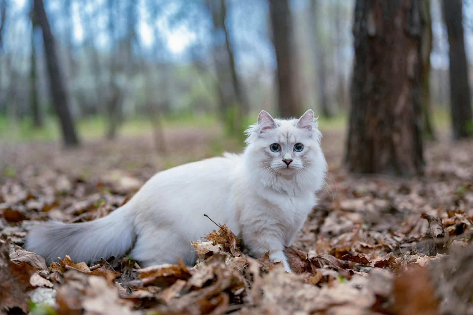 Neva Masquerade hvit katt i skog blå øyne.