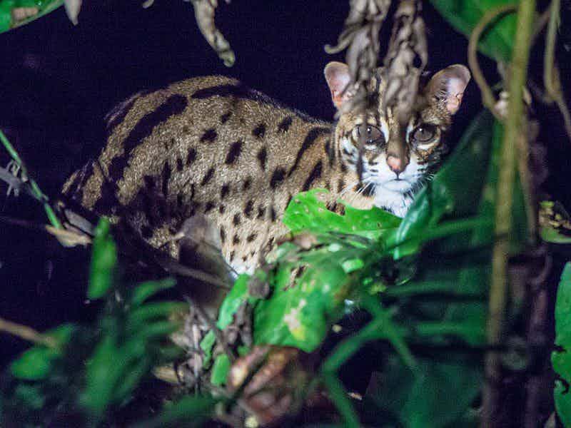 Asian Leopard Cat in tall grass