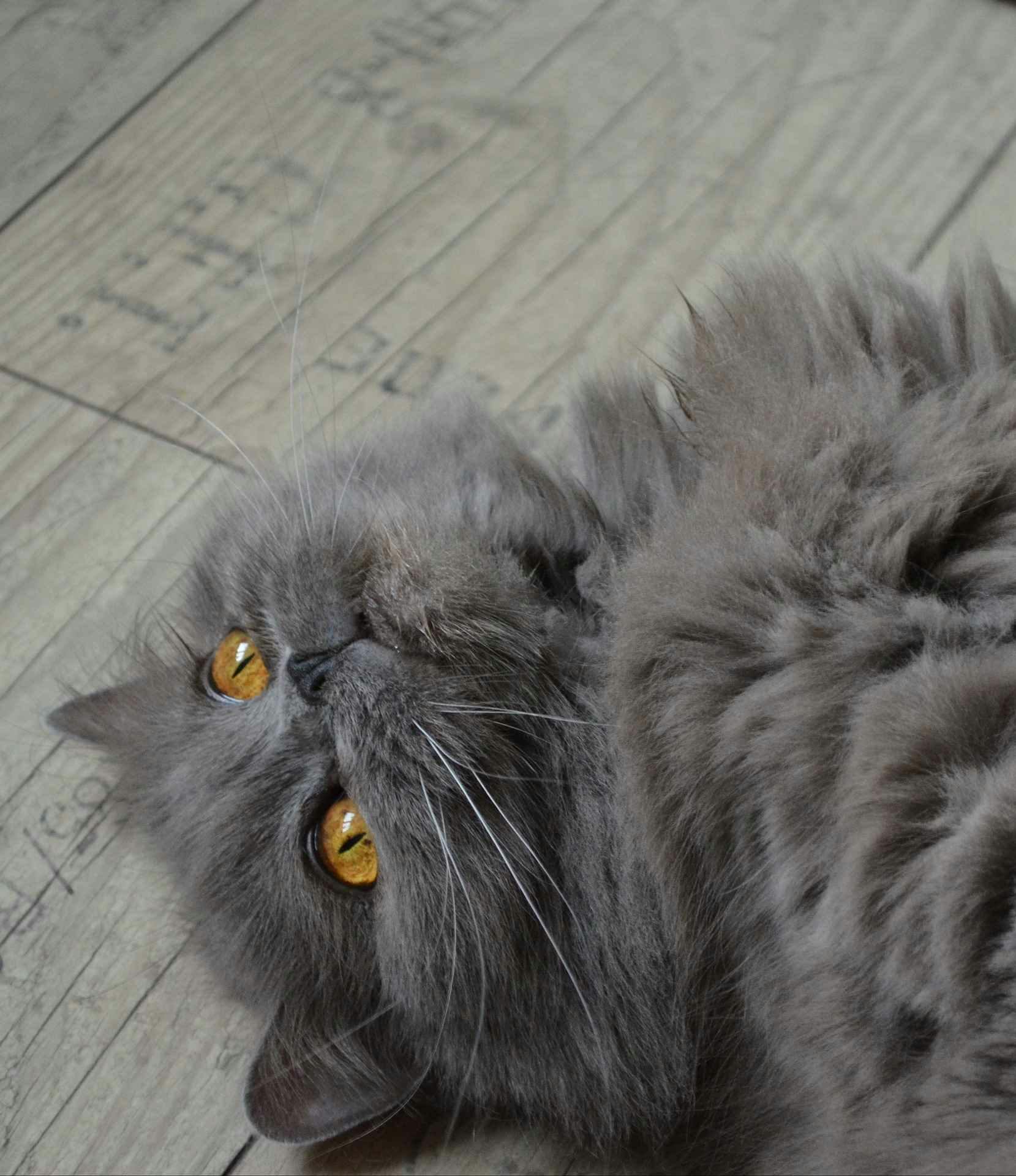 A british longhair cat looking up at the ceiling. 