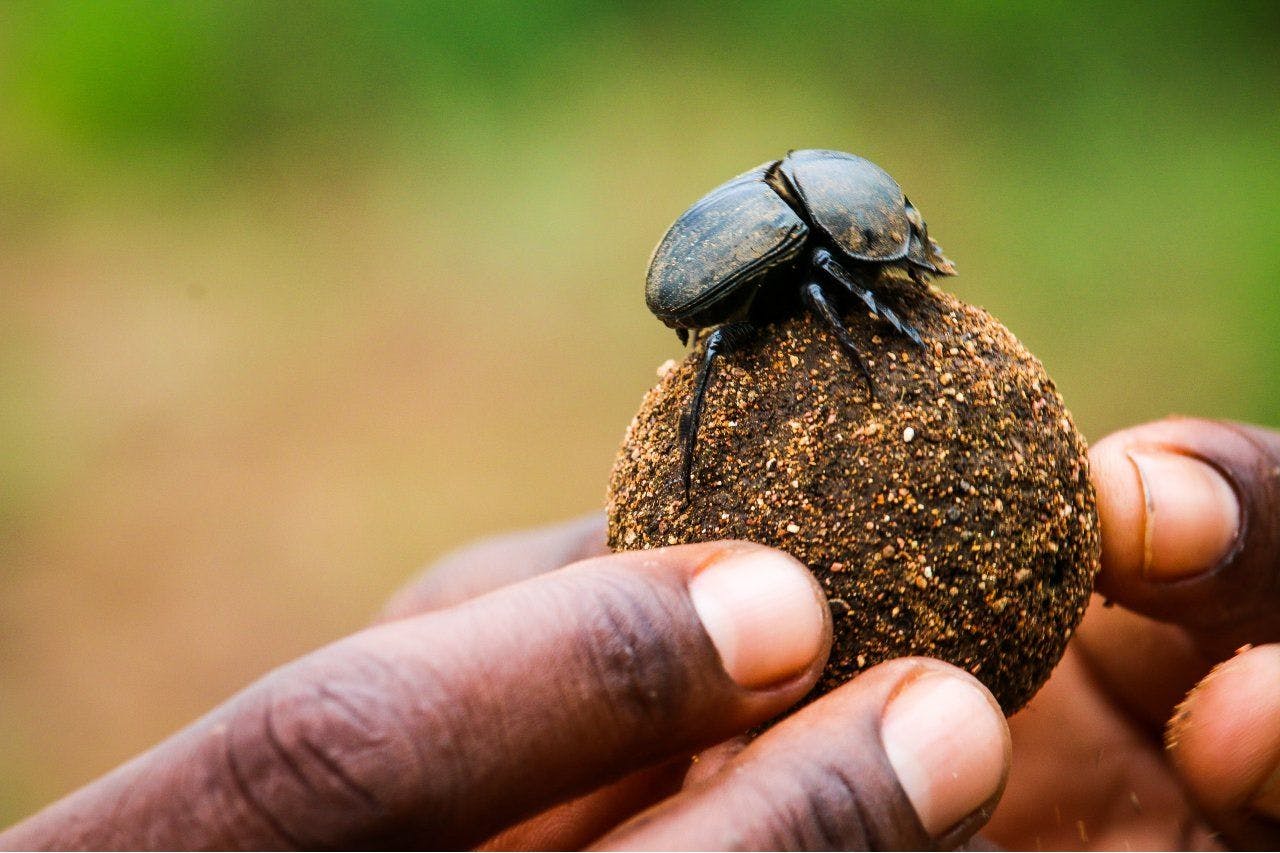 Can cats find their way home– dung beetles can! Dung beetle on dung. 