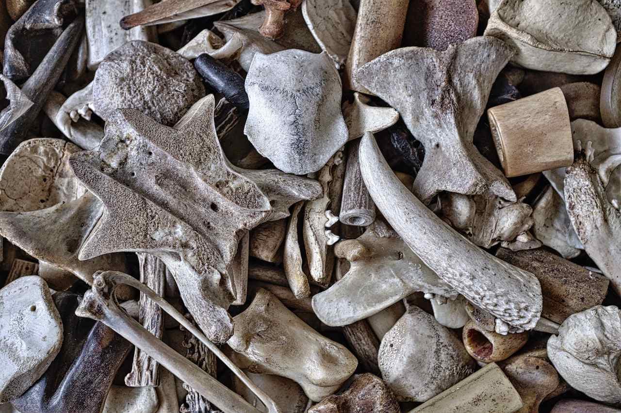What foods can cats not eat #10 - Picture of bone scraps.