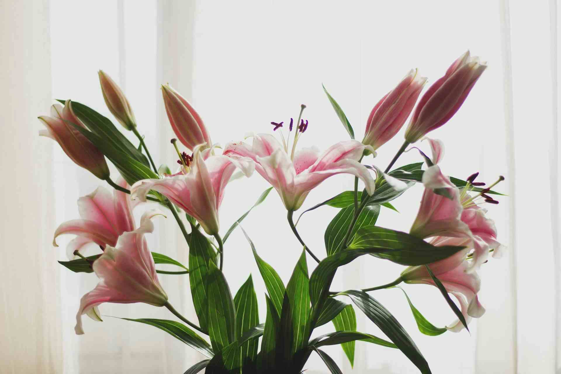 What foods can cats not eat #6 - Picture of Lilies.