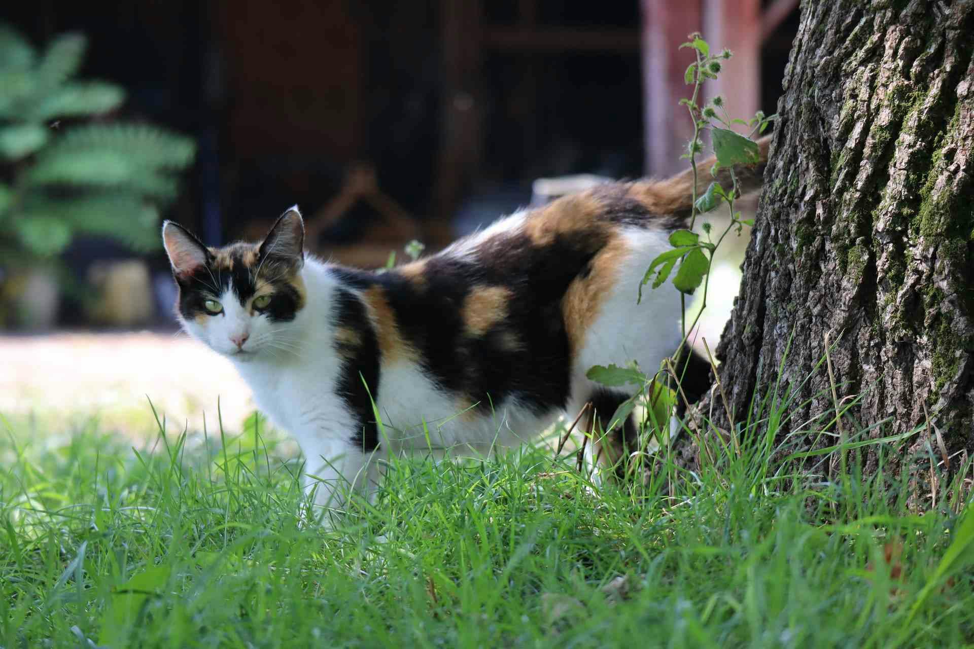 Calico cat looking mean.