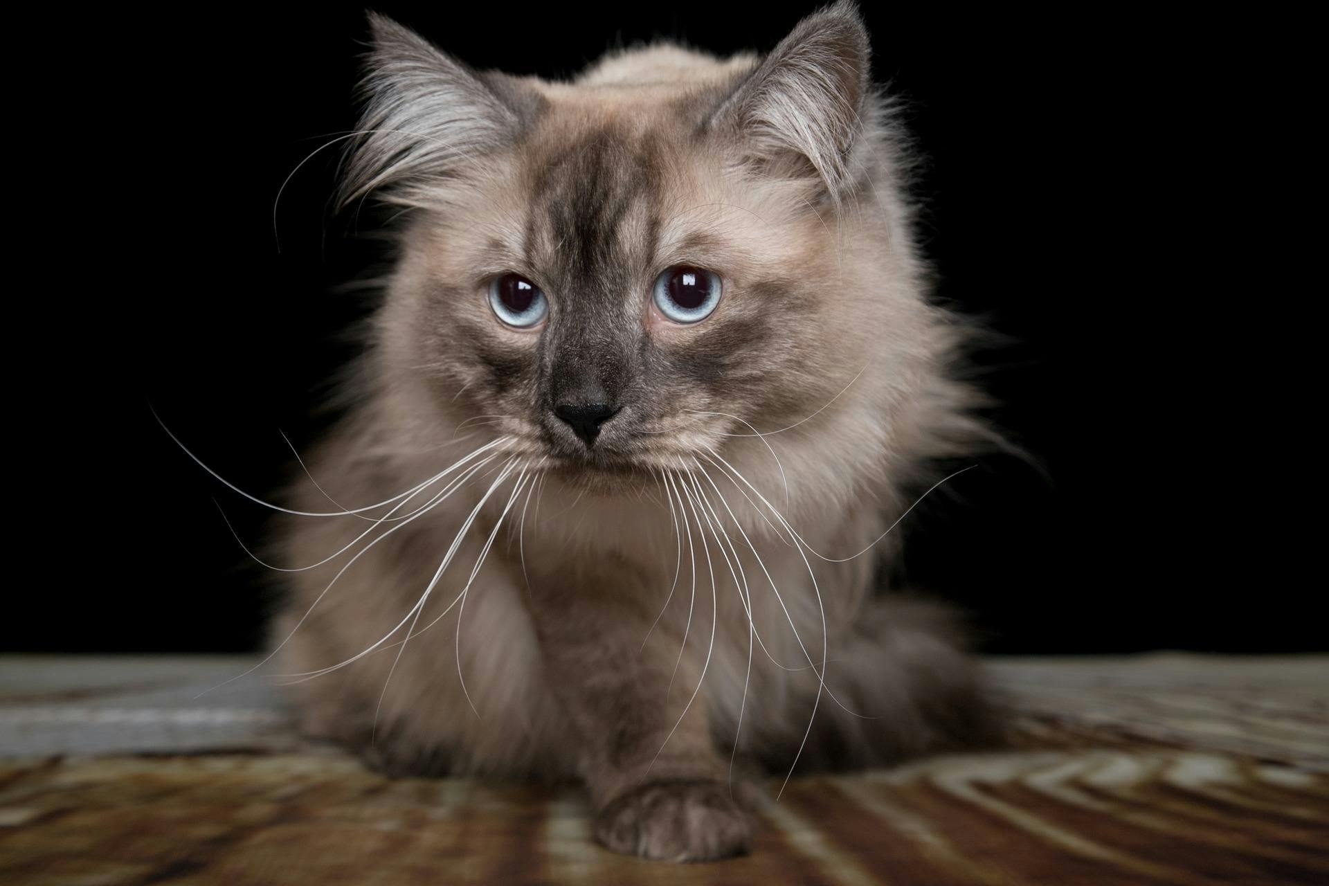 Picture of a siberian cat - one of the more hypoallergenic cats. 