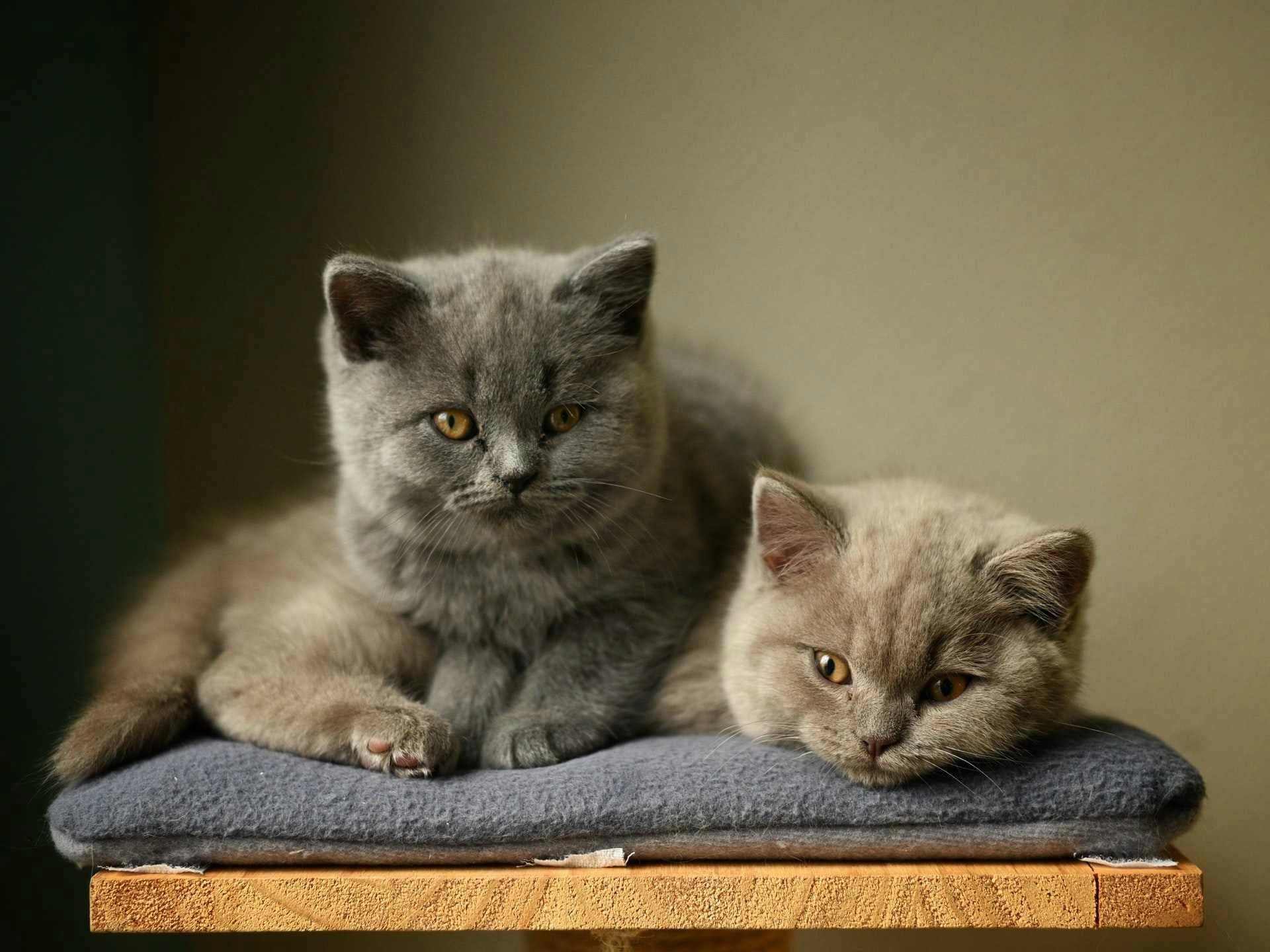 British Shorthair two kittens.