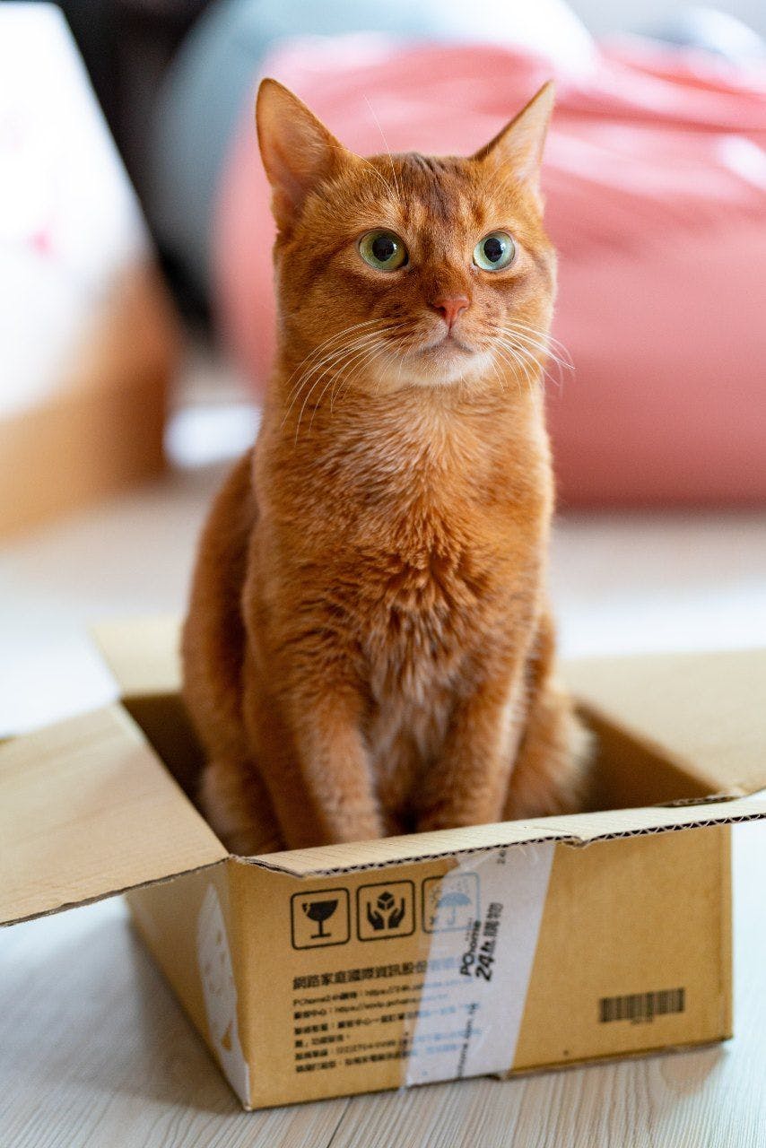 Cat cardboard box cat toy - cat sitting in a box