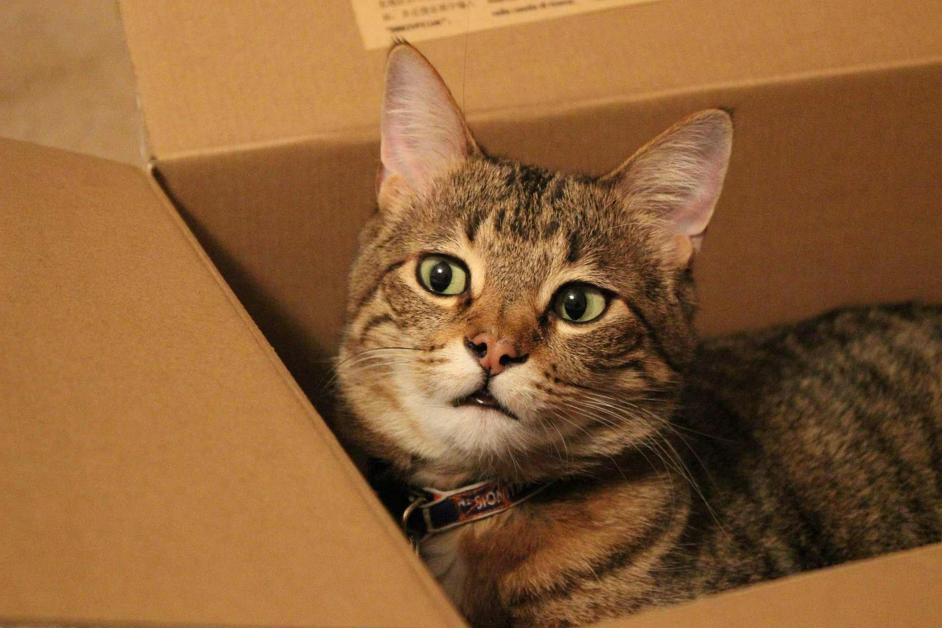 Cat cardboard box cat toy - picture of cat in cardboard box. 