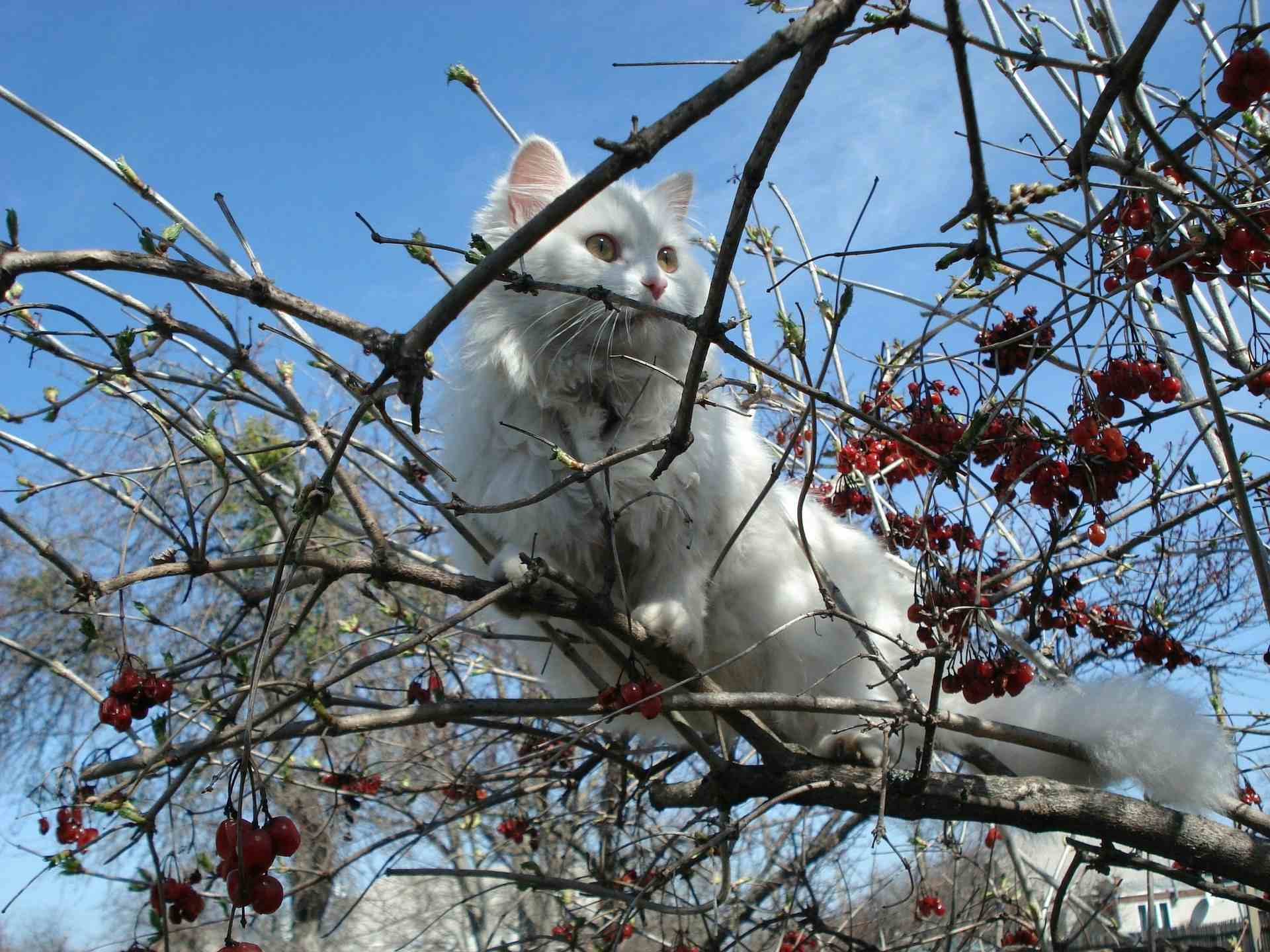 Picture of a Turkish Angora in a tree. 