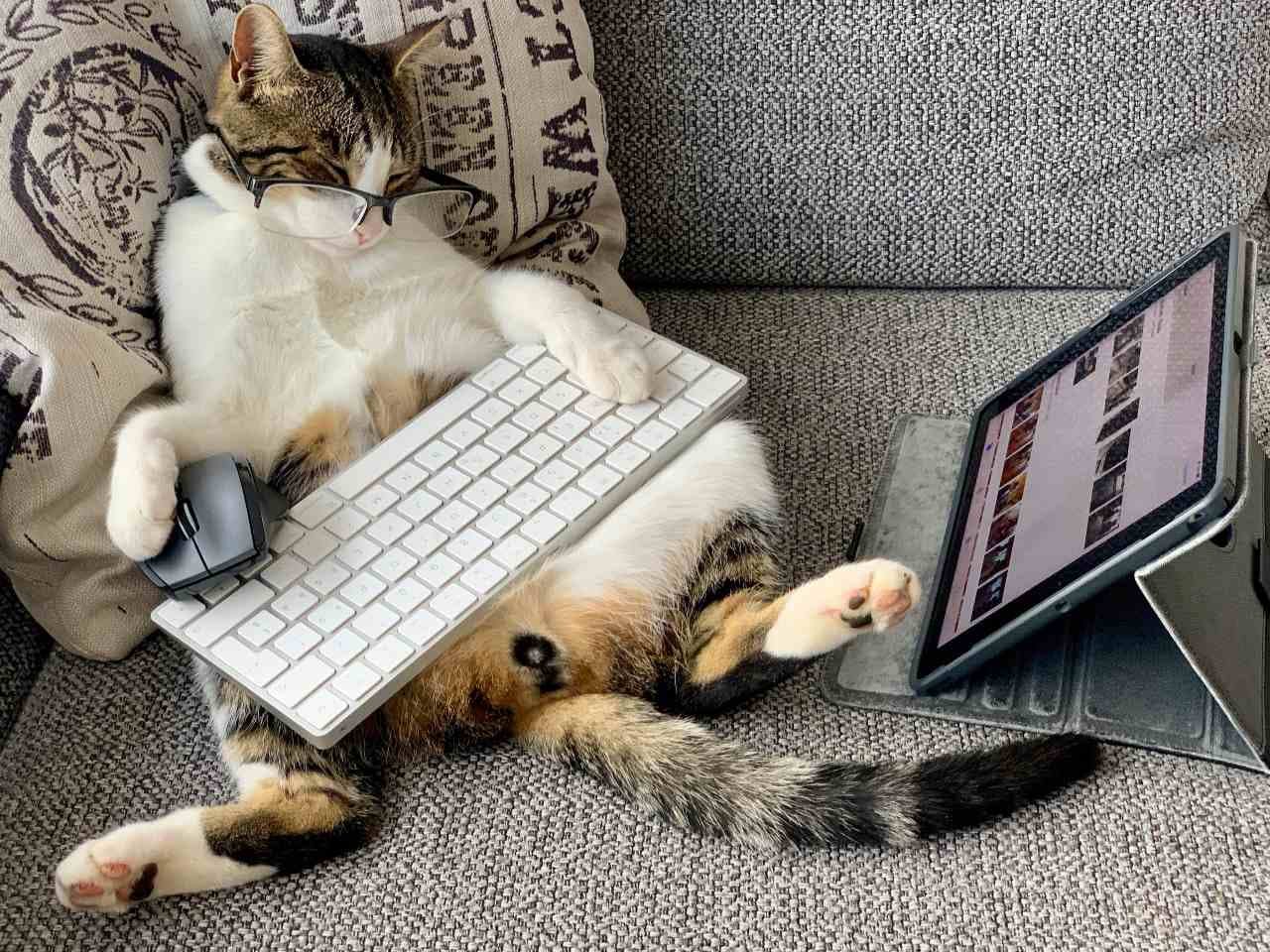A cat slaying in front of a screen - but do cats watch TV or is the image staged? 