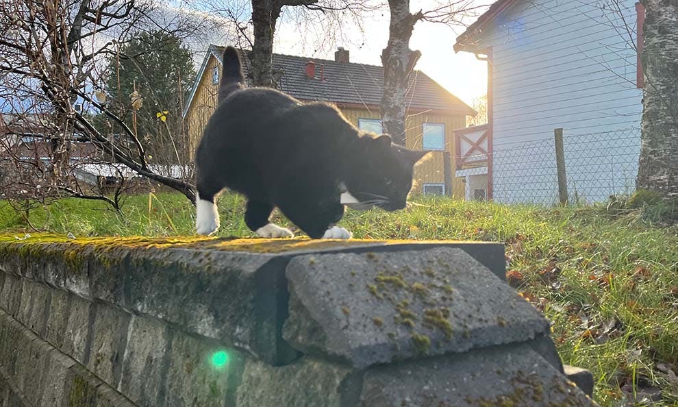 Black cat with GPS tracker is hunting