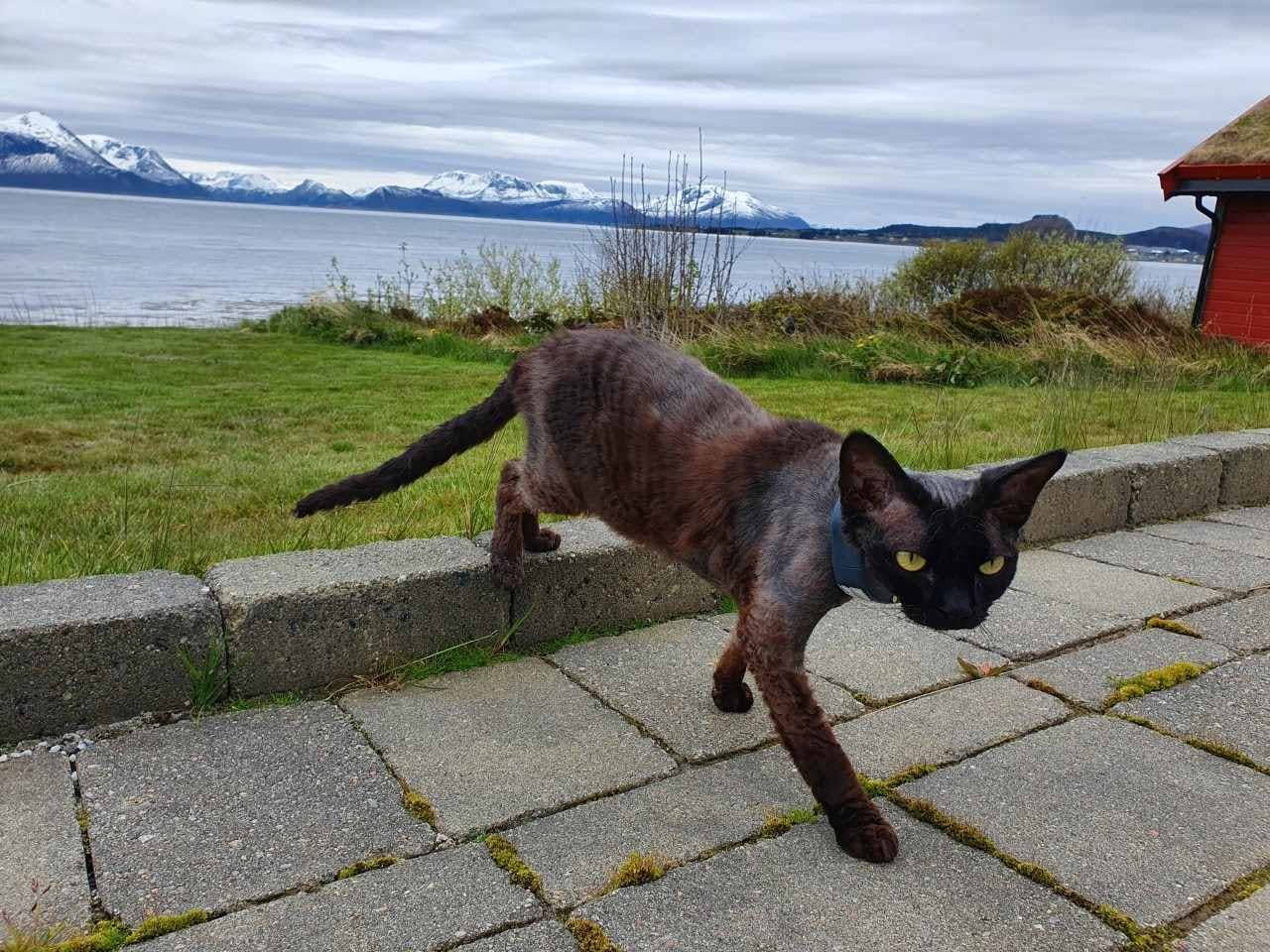 Vakker bakgrunn på bilde av en devon rex katt i Norge