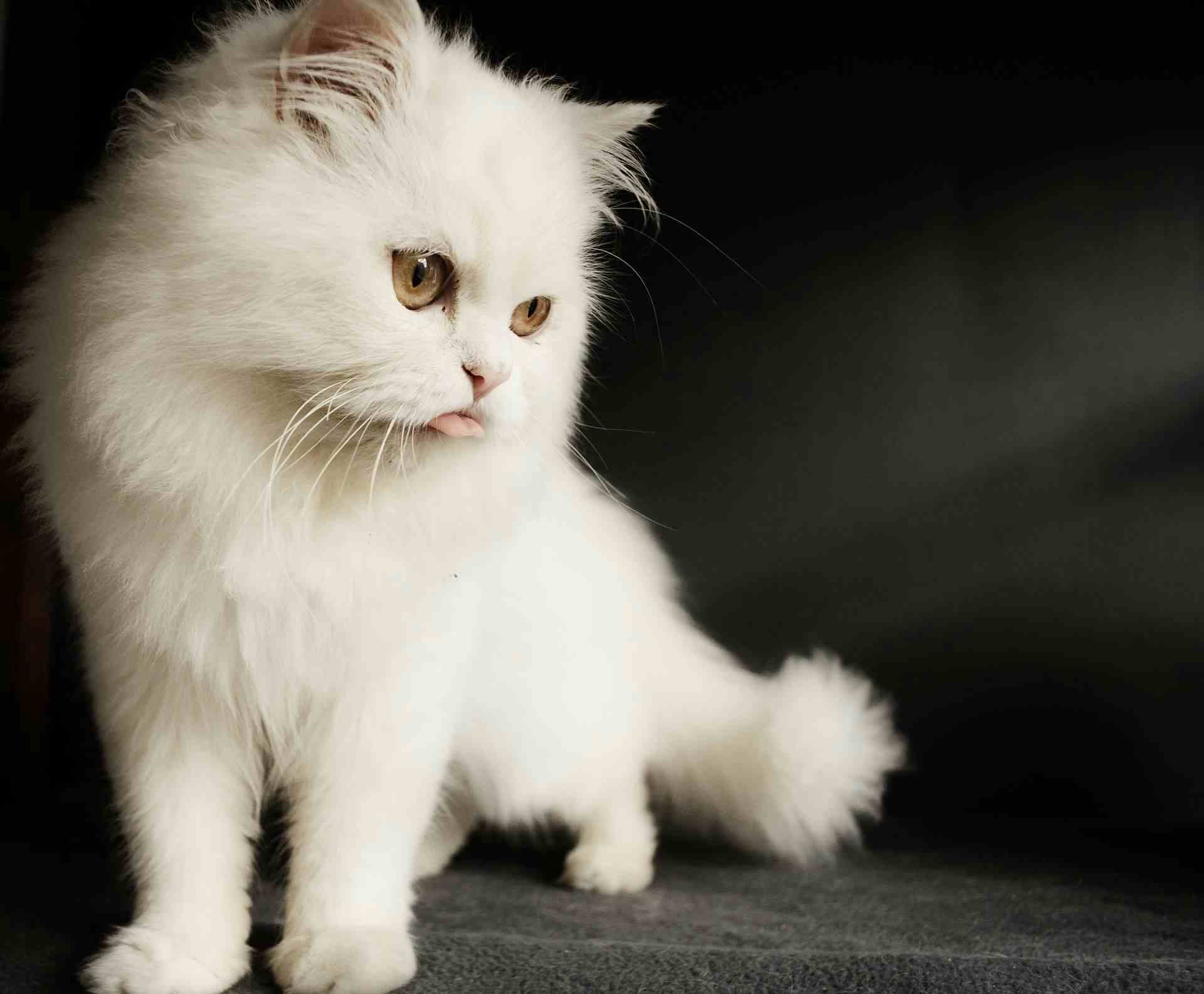 Hvit Persisk katt med tungen ut. 