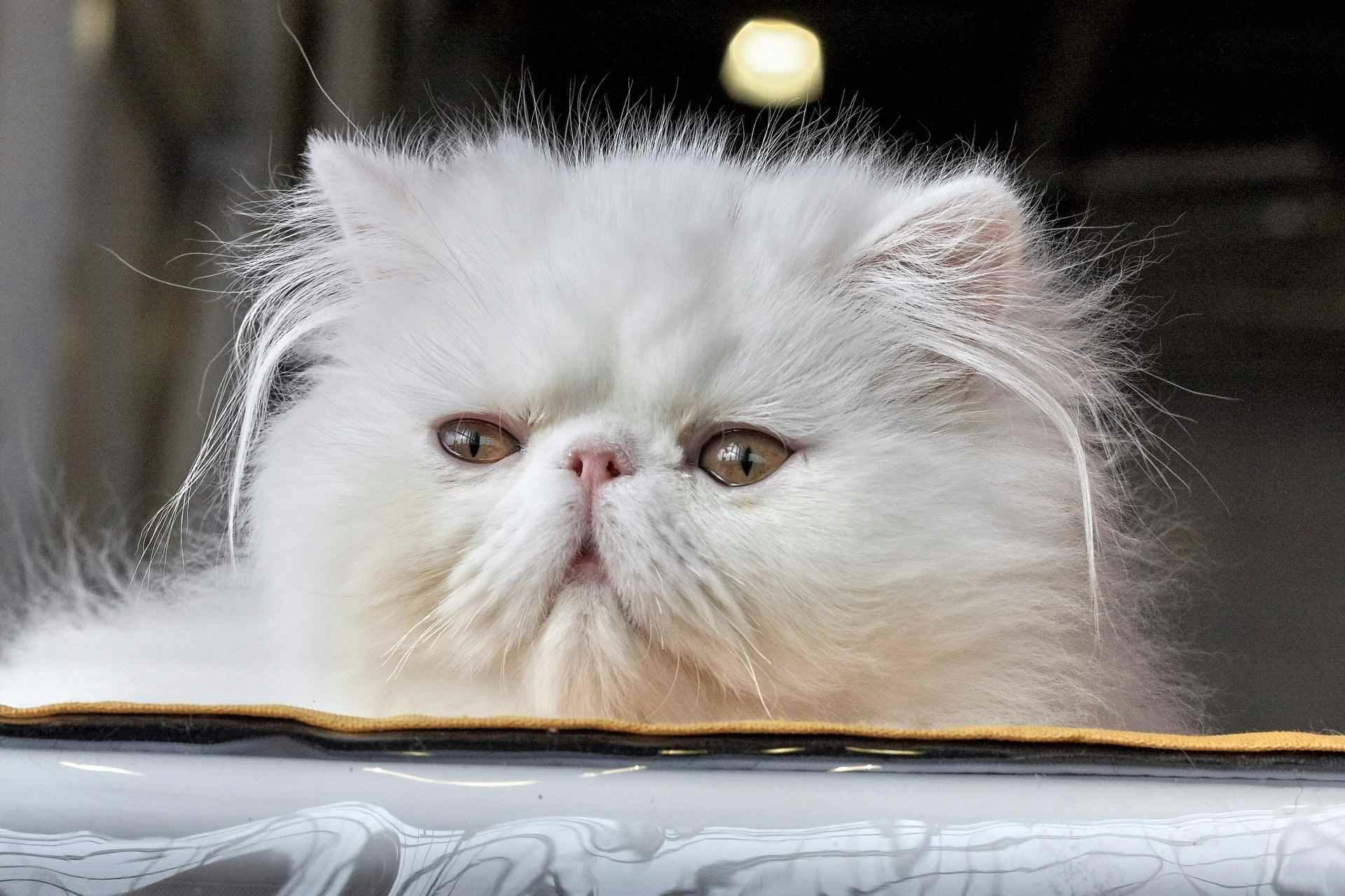 White Peking faced Persian cat looking out window.
