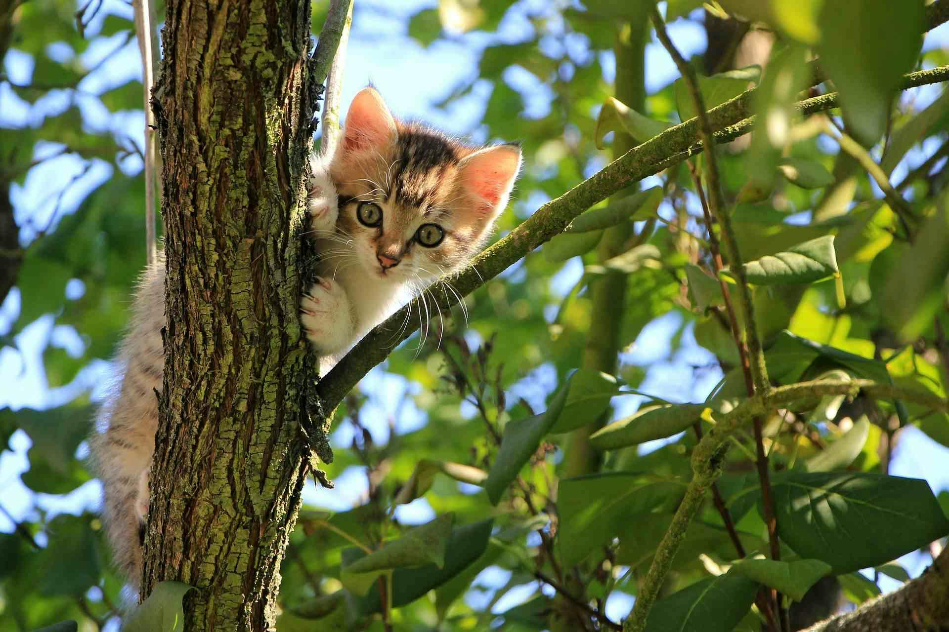 How do cats go missing - kitten found hiding in a tree. 