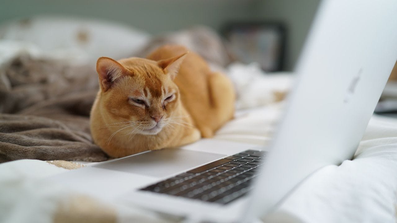 Cat watching TV on computer laptop
