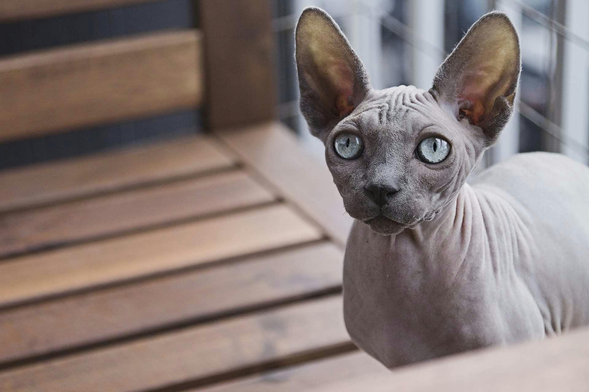 Allergic cat owners have reported the Sphynx to be one of the more hypoallergenic cats. 