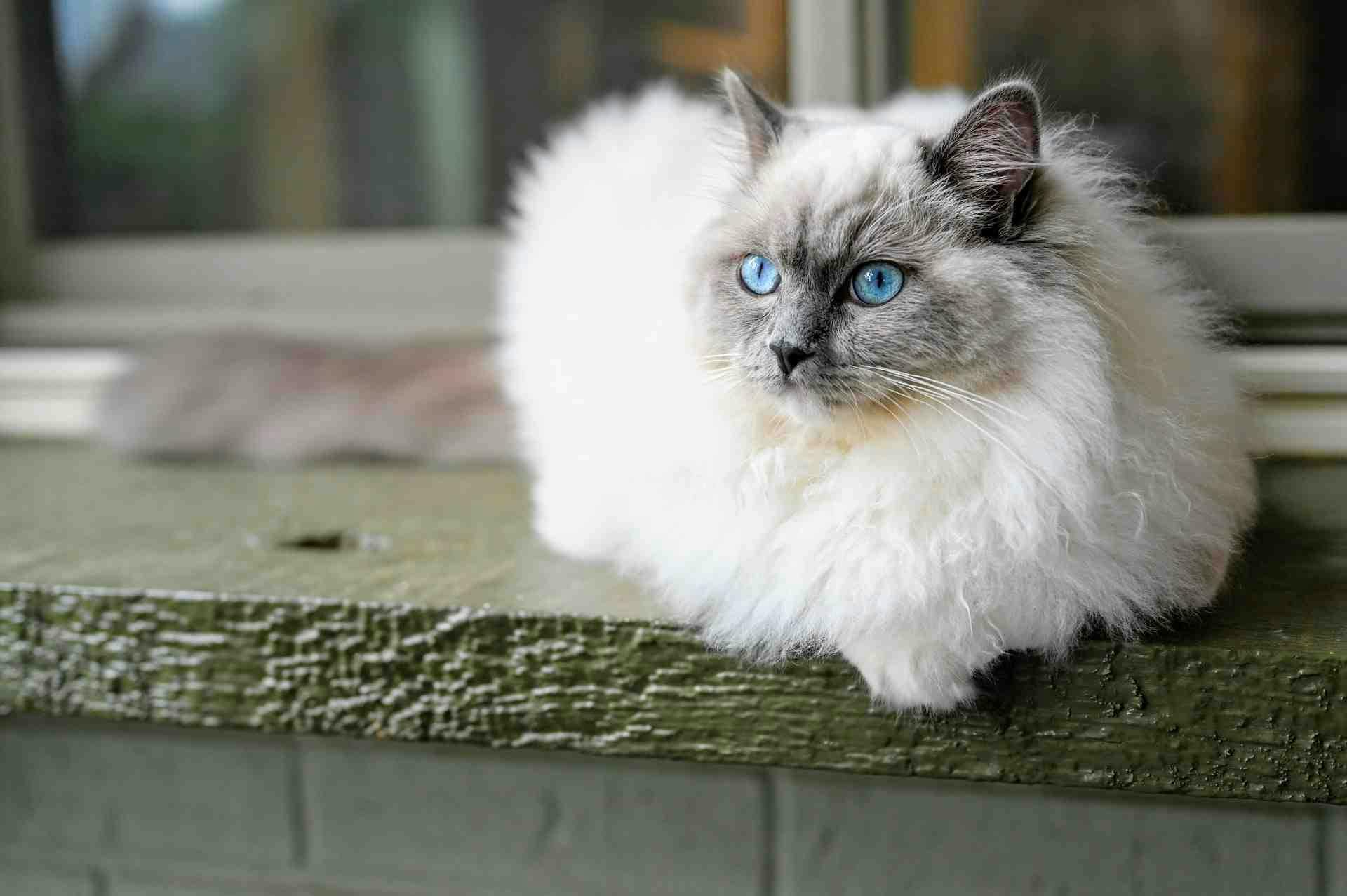 Ragdoll cat white fur grey face blue eyes.