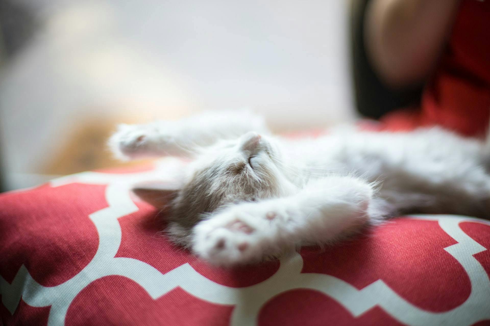 Kittens sleep sporadically - how long do cats sleep 