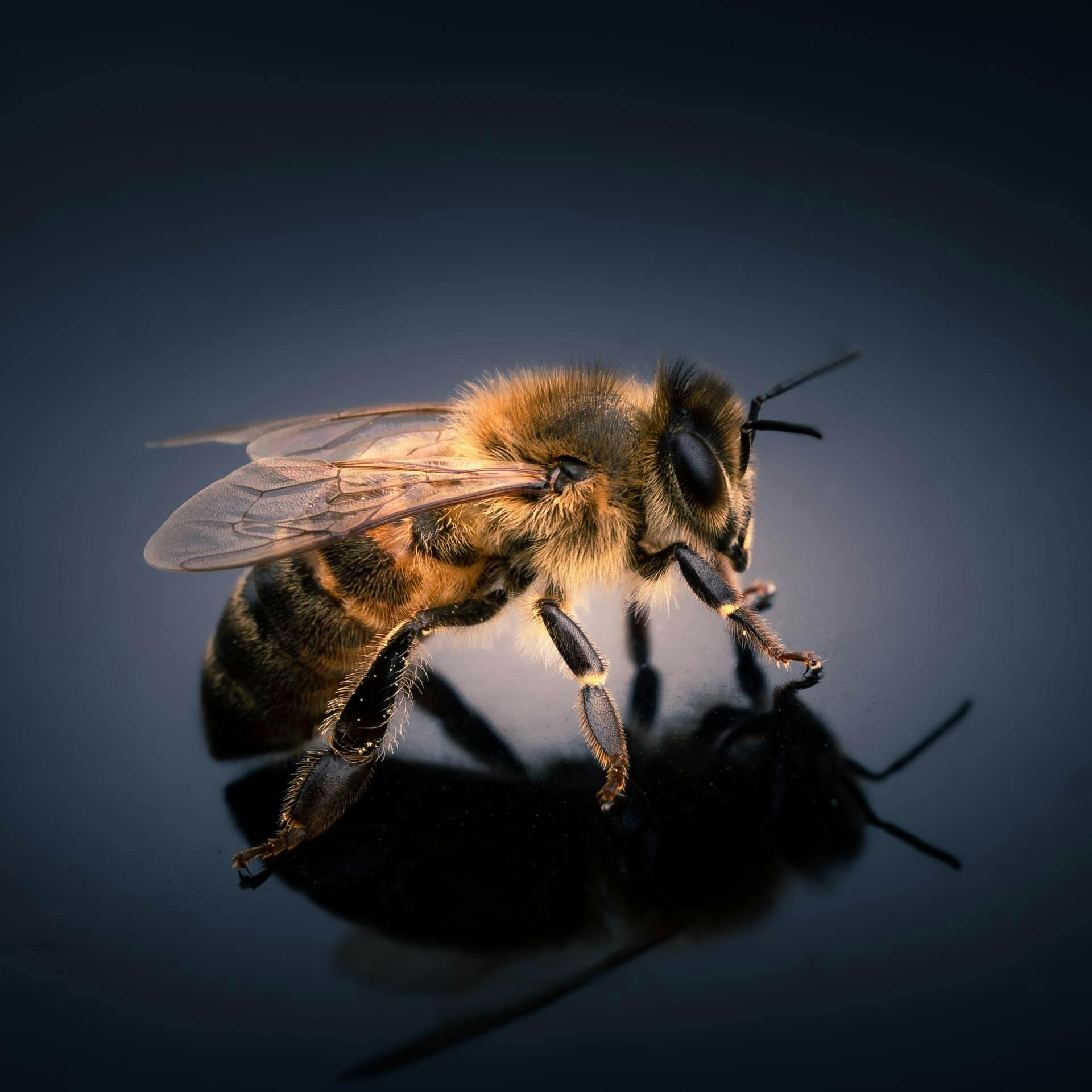 Bilde av bie for å illustrere hvordan de navigerer. 