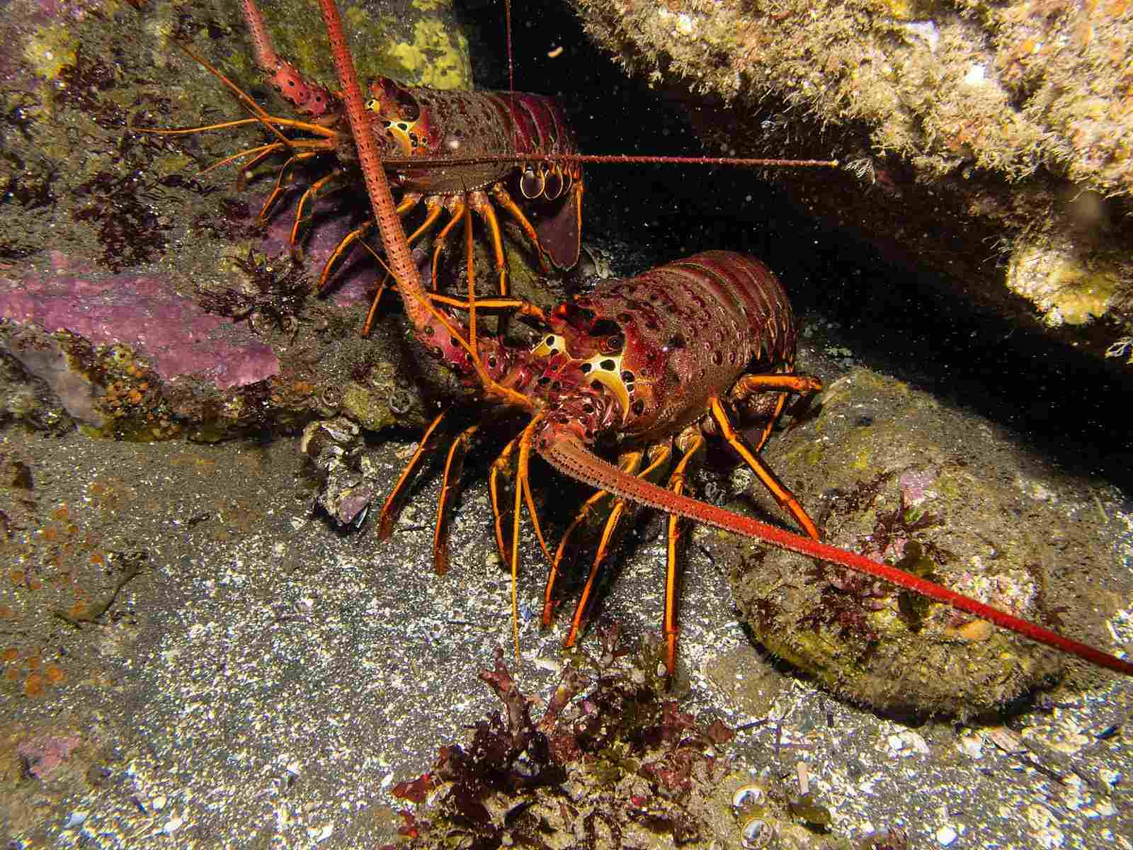 Picture of spiny lobster to illustrate how they use magneto-reception.