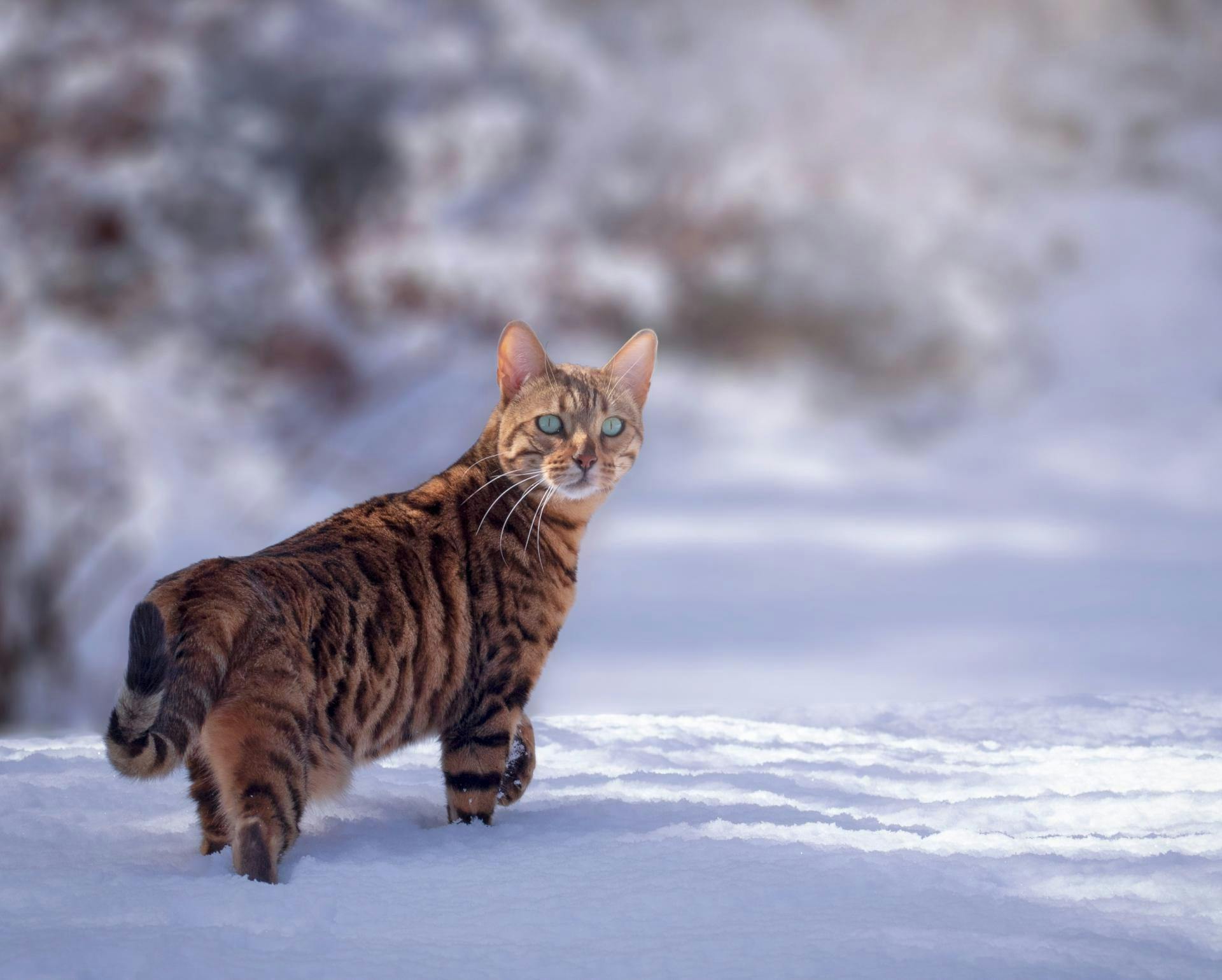 Bengalkatt i snø