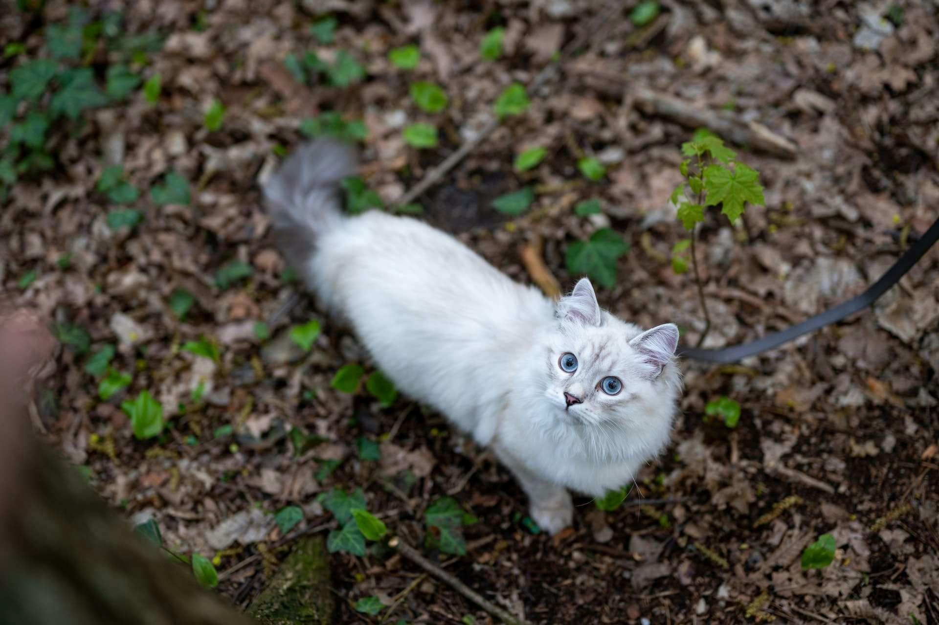 Neva Masquerade hvit katt i skogen med blå løyne