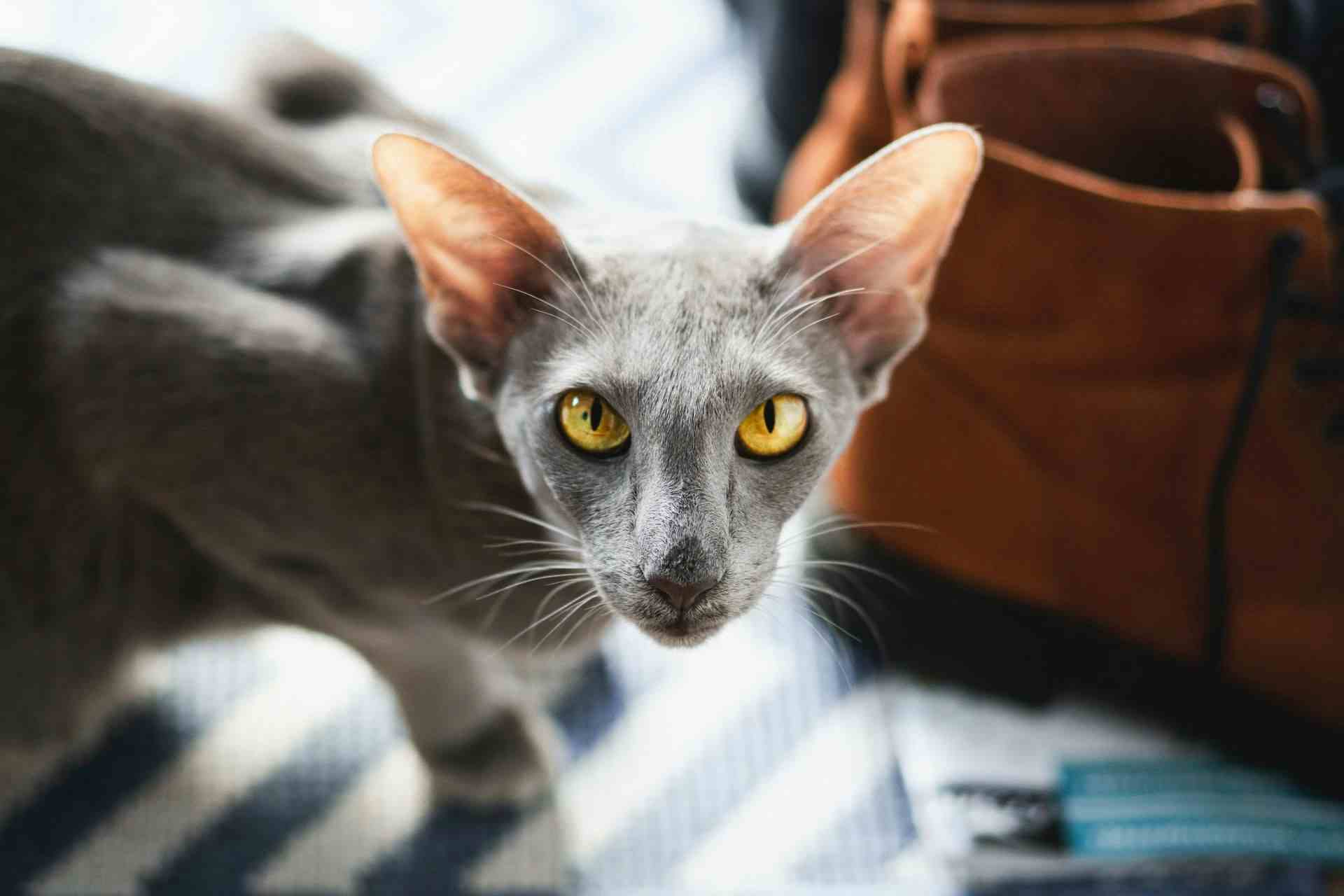 Oriental korthår med grå pels og gule øyne. 