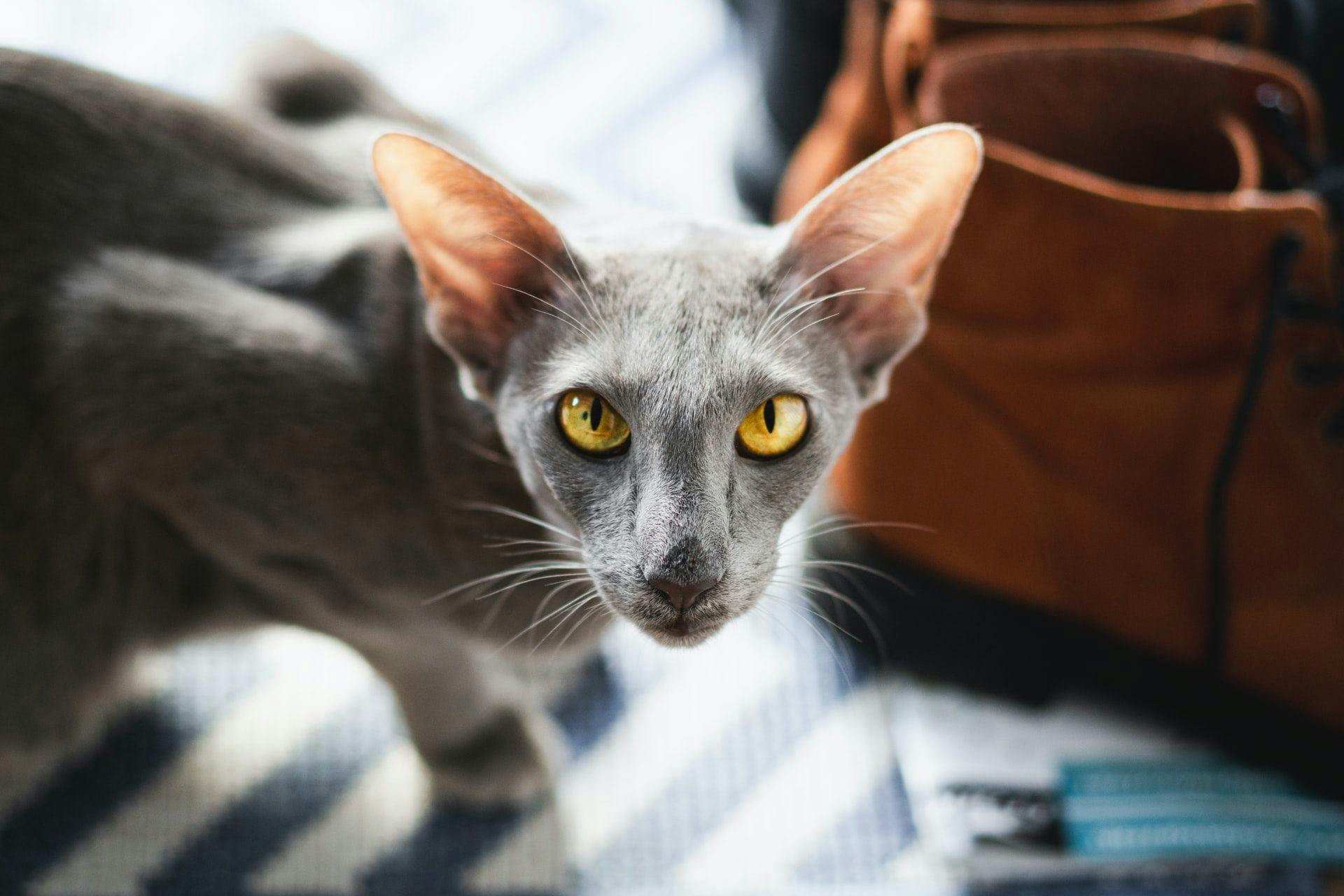 Oriental Shorthair with grey fur and yellow eyes.