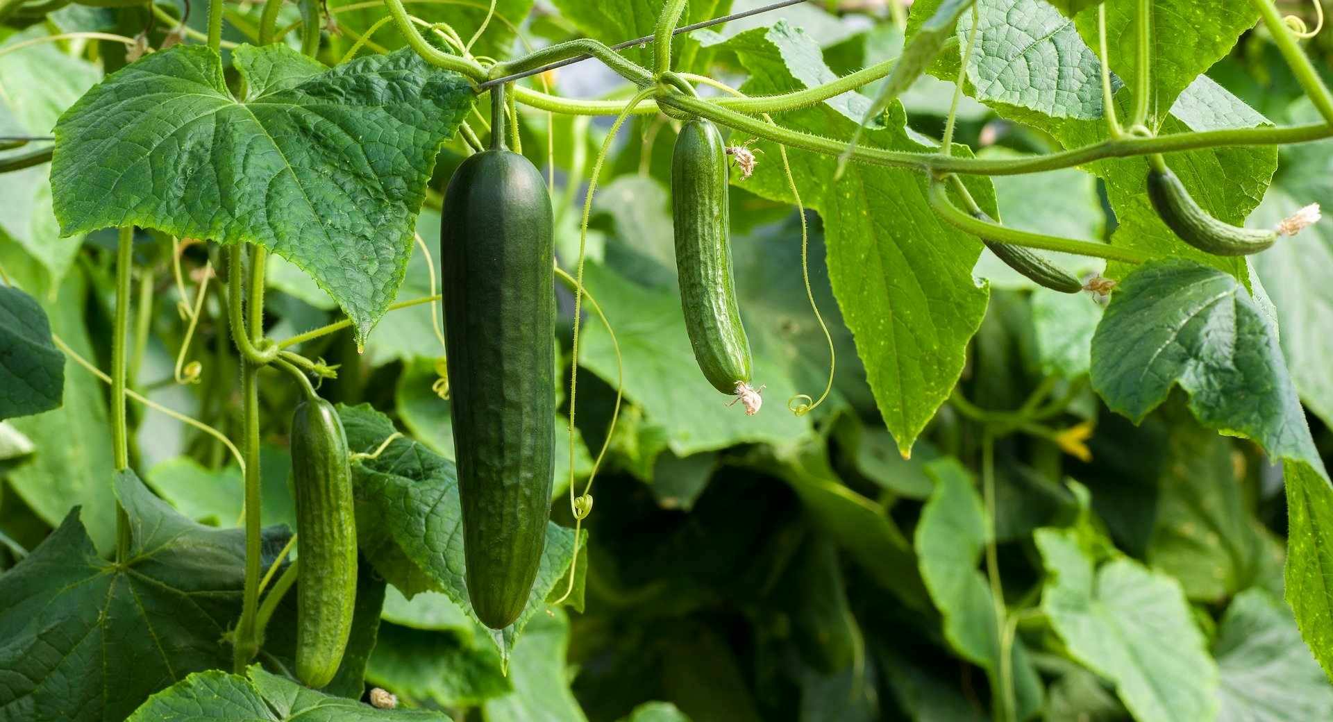 A cucumber, the snake looking fruits that often scare cats. But can cats eat cucumber? 
