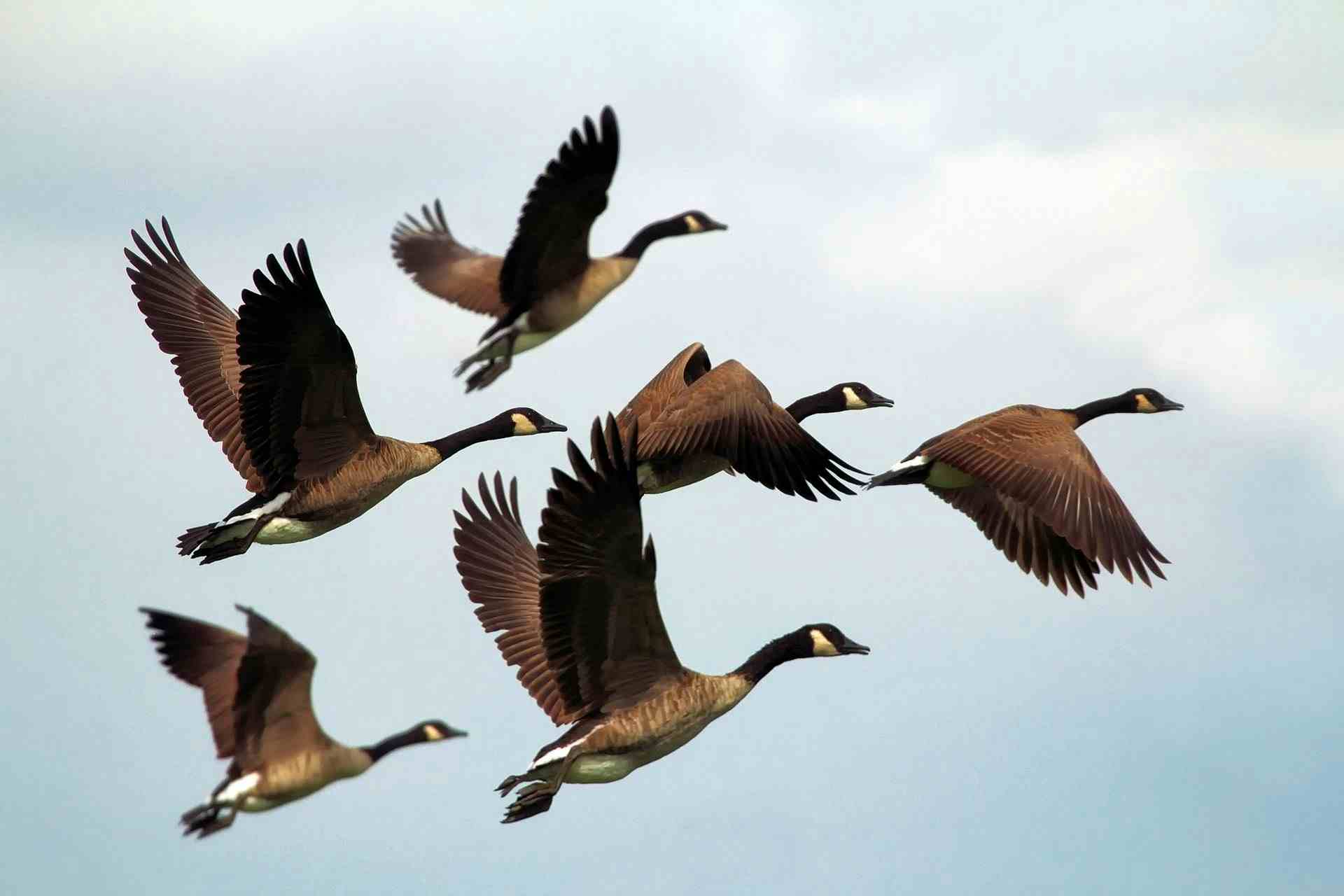 Gees flying - comparing geese to cats - can cats find their way home?