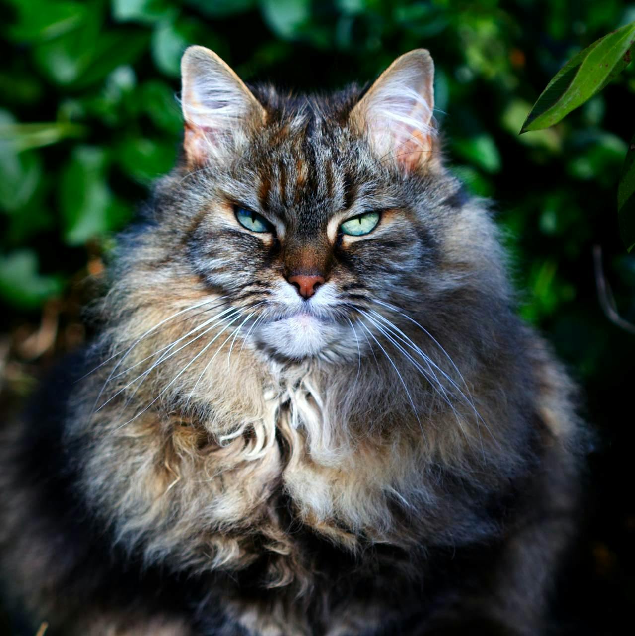 Siberian cat looking grumpy but cute