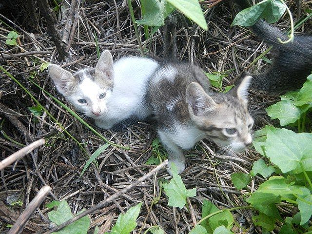 cat castration helps to prevent stray kittens