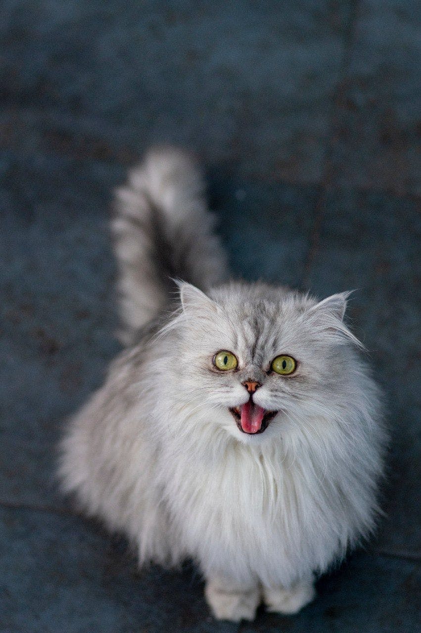 Fluffy Persian cat mid-meaow. 