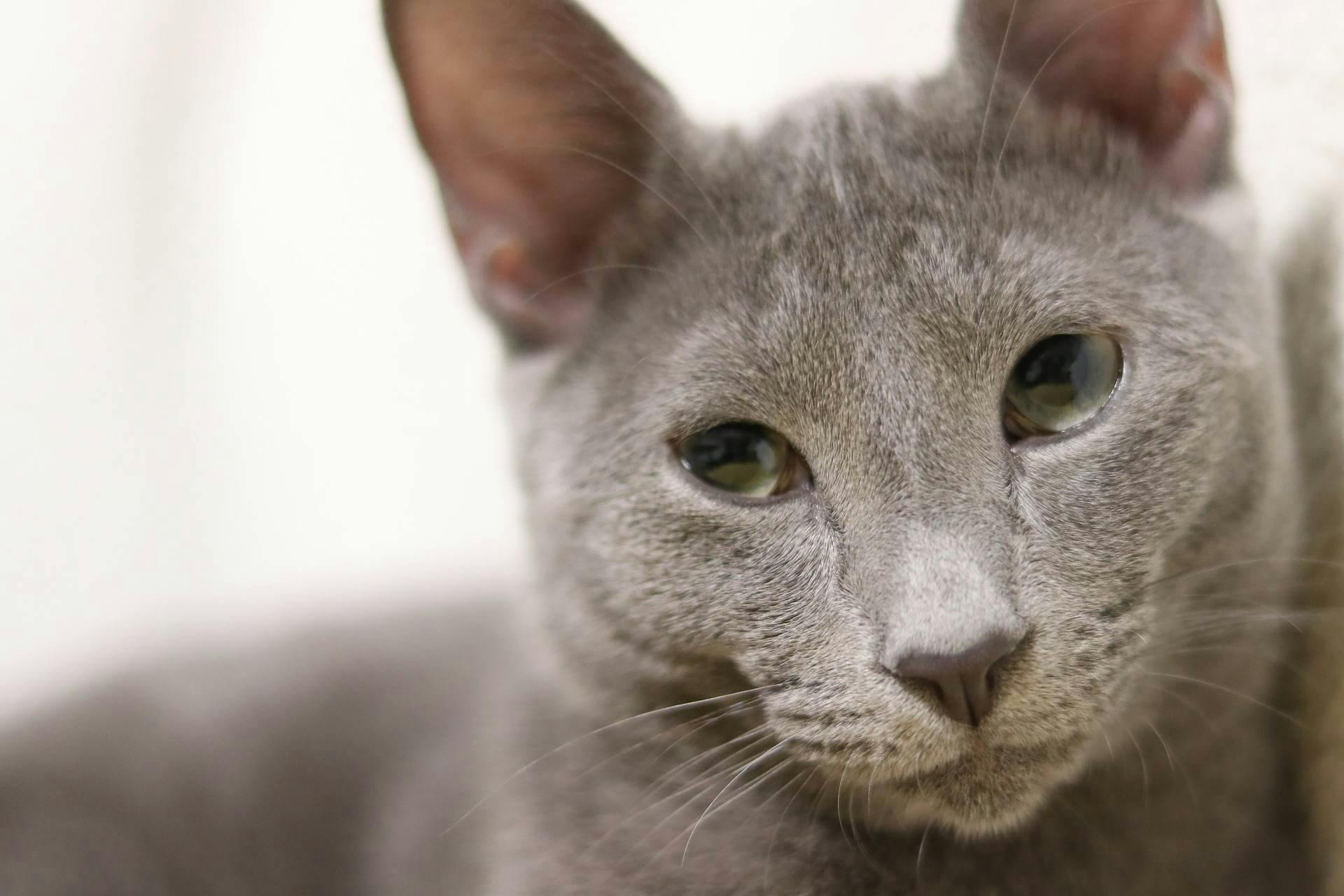 Picture of Russian blue - believed to be one of the more hypoallergenic cats. 