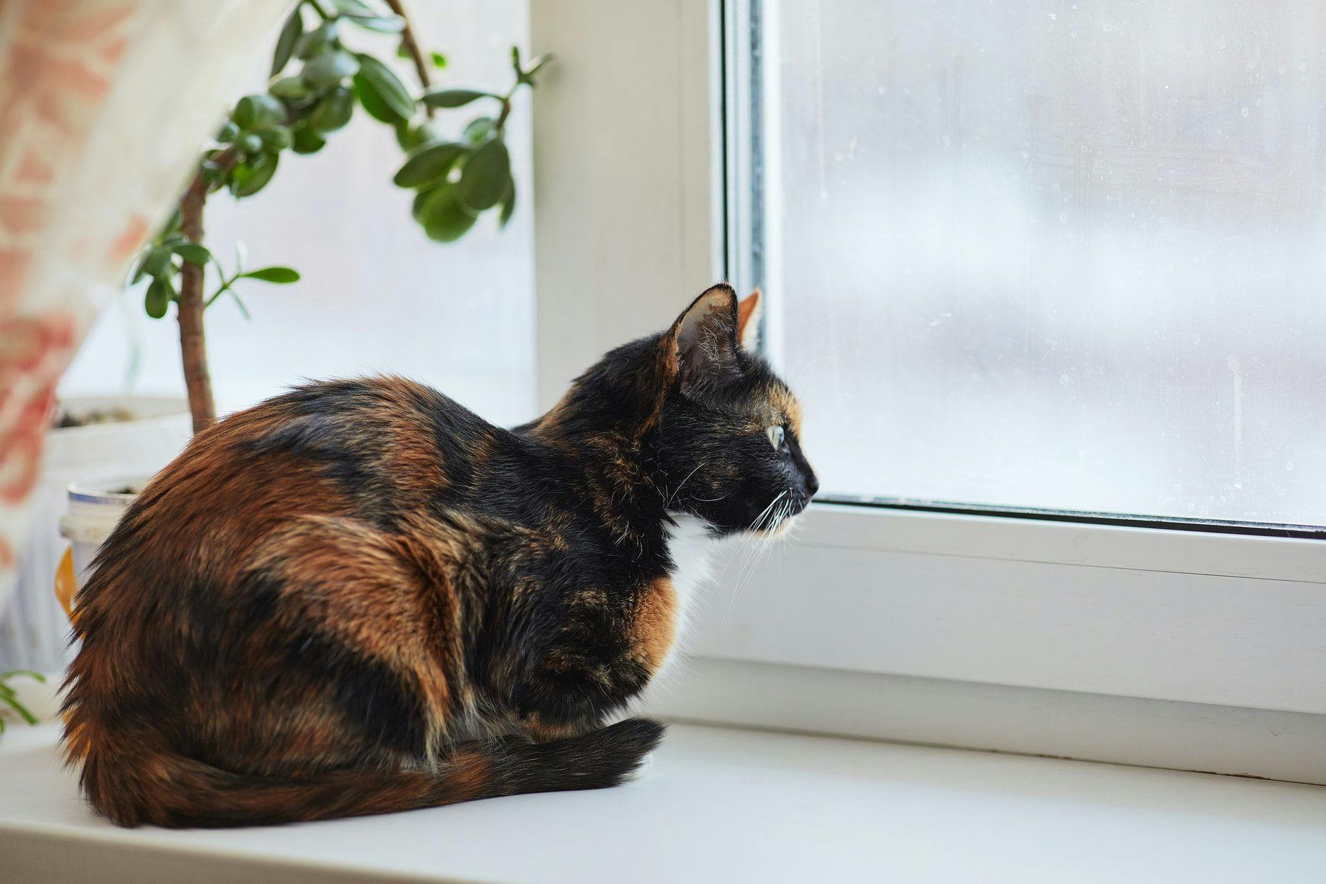 Tortoiseshell cat looking out window.