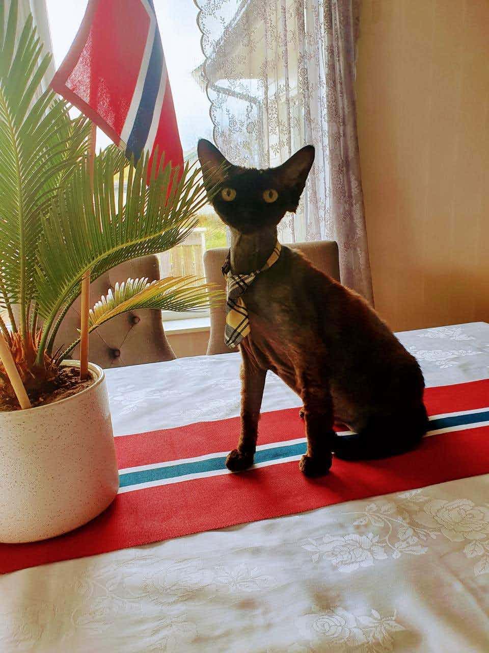 Devon Rex katt med slips som feirer 17.mai i Norge