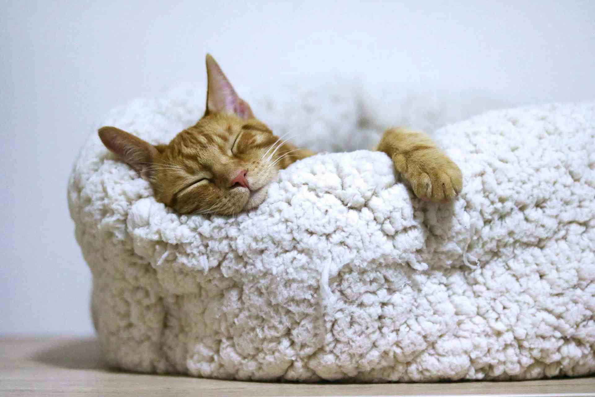 The age of a cat can affect a sleep cycle - how long do cats sleep 
