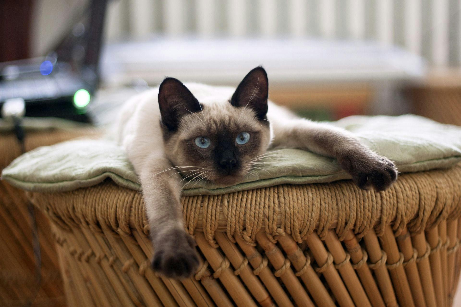 Picture of Siamese cat - also considered to be one of the more hypoallergenic cats! 